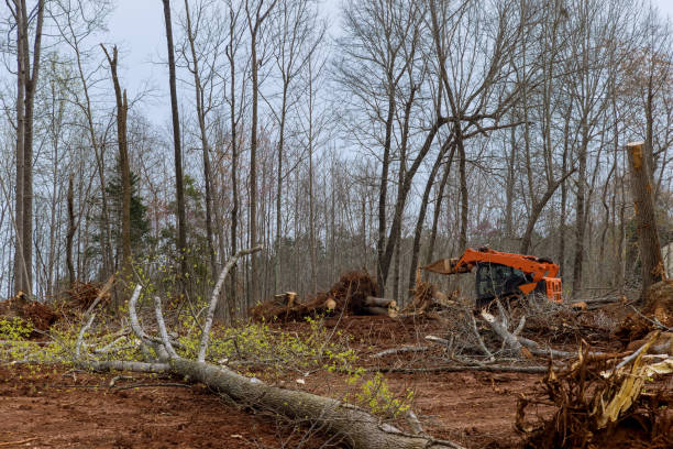 Best Lot and Land Clearing  in Cotati, CA